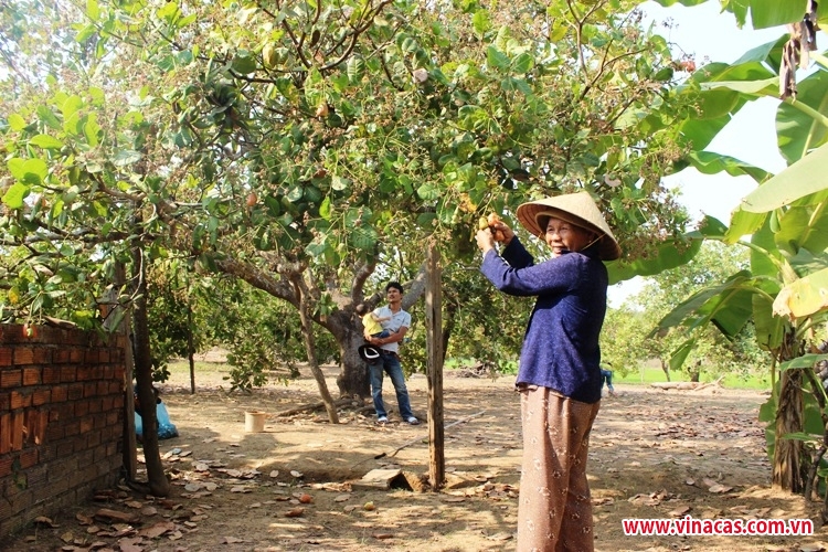 nguoi trong dieu o tay nguyen tim huong di ben vung